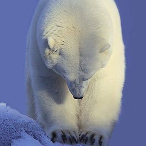 Meet your Posher, Tammy cramer